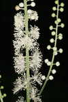 Black bugbane <BR>Black cohosh